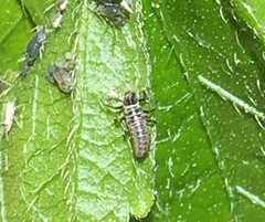 Hippodamia variegata