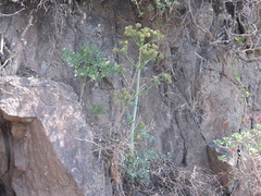 Arracacia