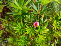 Cyathodes glauca