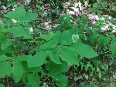 Leucanthiza dircella