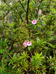 Cyathodes glauca