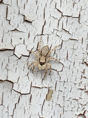 Menemerus bivittatus