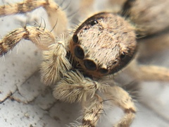 Menemerus bivittatus