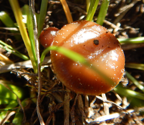 iNaturalist observation photo of mountain moss deconica