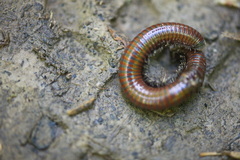 Pachyiulus hungaricus