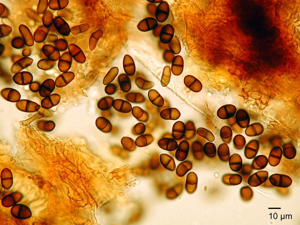 Diplodia