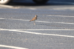 Charadrius vociferus