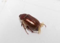 Holochelus escherichi