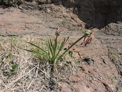 Sprekelia formosissima