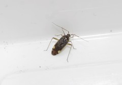 Closterotomus annulus