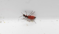 Malachius coccineus