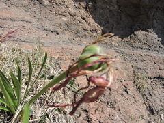 Sprekelia formosissima