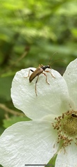 Rhagiini