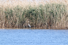 Ardea herodias