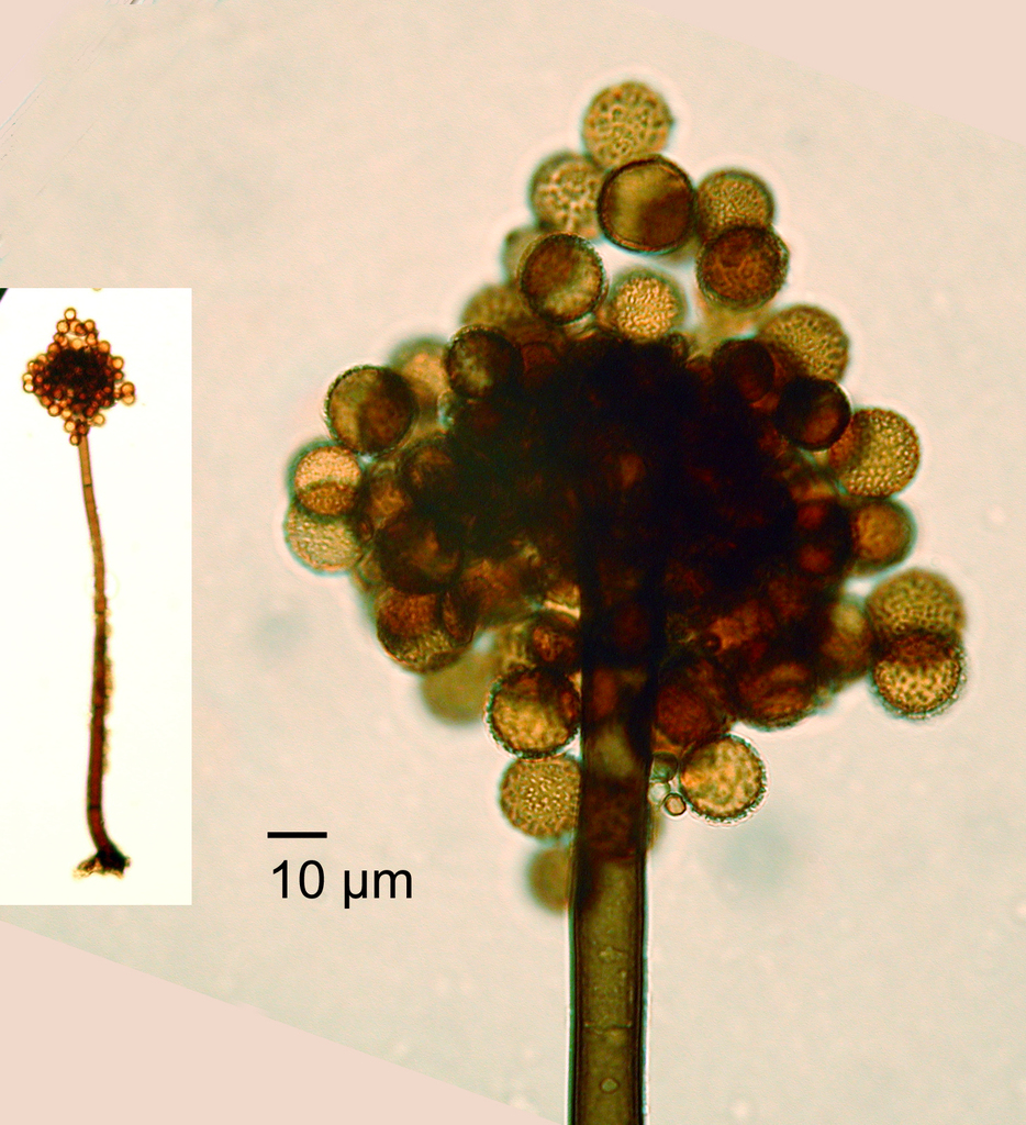 Periconia byssoides