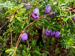 Billardiera longiflora