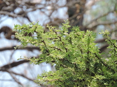 Vachellia schaffneri