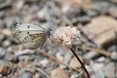 Anthocharis lanceolata