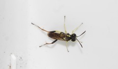 Macrophya postica