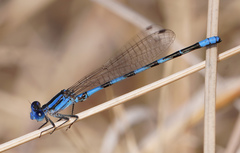 Argia leonorae