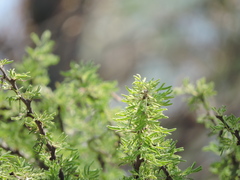 Vachellia schaffneri