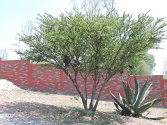Vachellia schaffneri