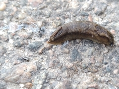 Arion circumscriptus