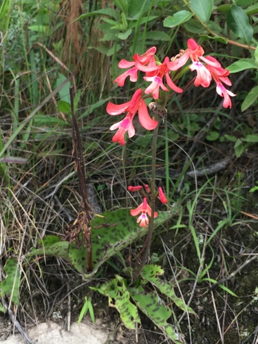 Cynorkis gibbosa