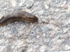 Arion circumscriptus