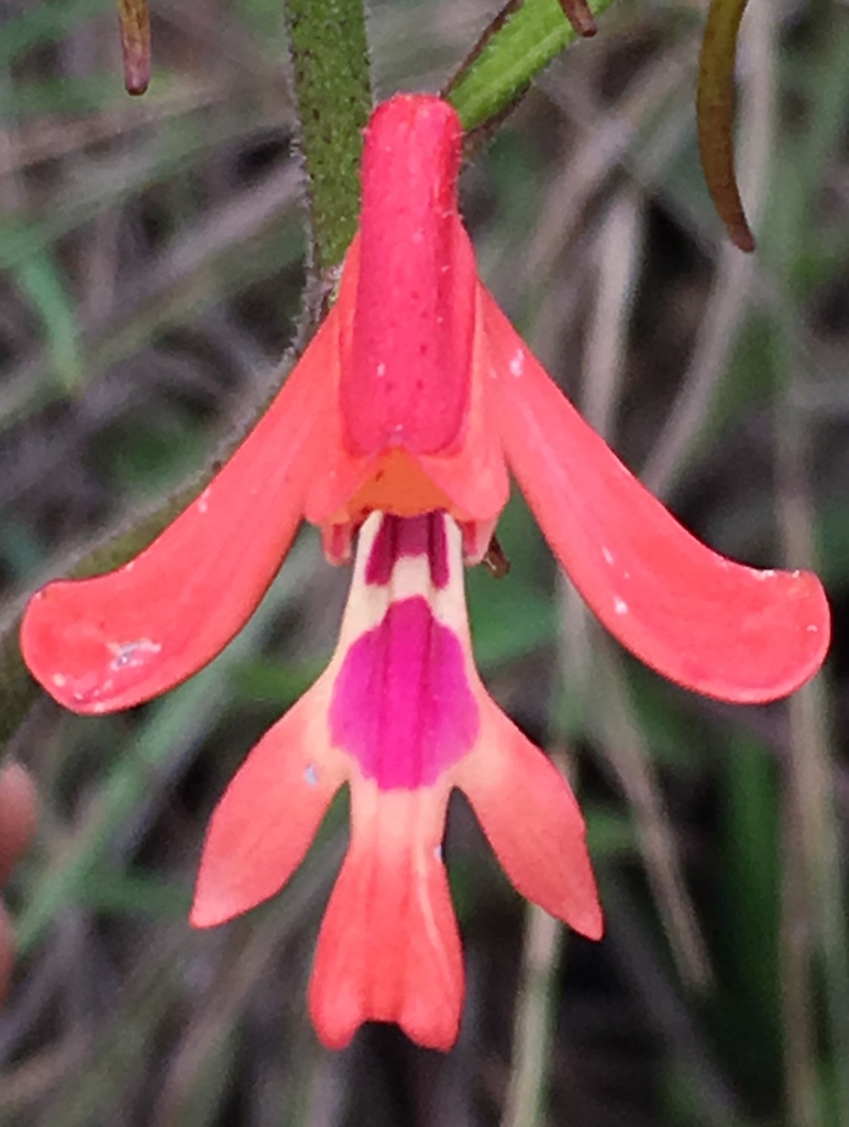 Cynorkis gibbosa