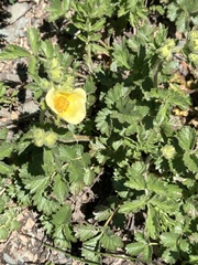 Drymocallis pseudorupestris