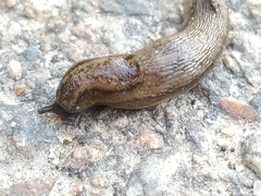 Arion circumscriptus