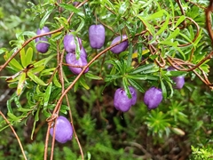 Billardiera longiflora