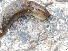 Arion circumscriptus