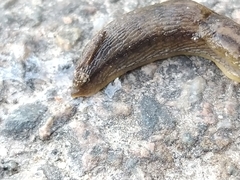 Arion circumscriptus