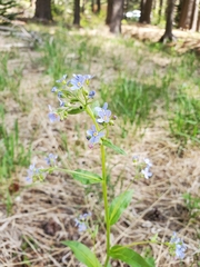 Hackelia velutina