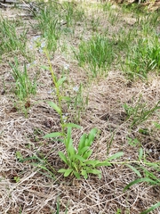 Hackelia velutina