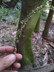 Phyllanthus microcladus