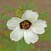 Hibiscus trionum - Photo (c) Ramon(Ray) Evans, algunos derechos reservados (CC BY-NC), uploaded by Ramon(Ray) Evans