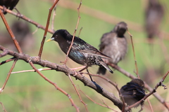 Sturnus vulgaris