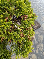 Athrotaxis selaginoides