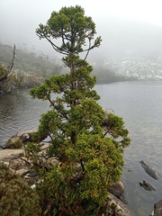 Athrotaxis selaginoides