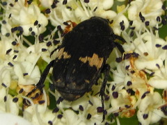 Glycyphana fulvistemma