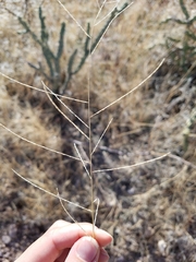 Leptochloa