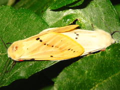 Spilarctia seriatopunctata