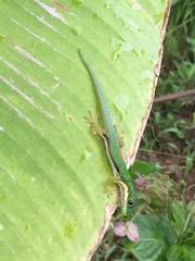 Phelsuma lineata