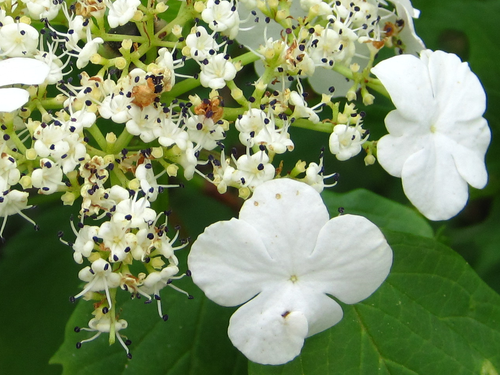 Asian Guelder Rose