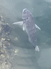 Acanthopagrus schlegelii
