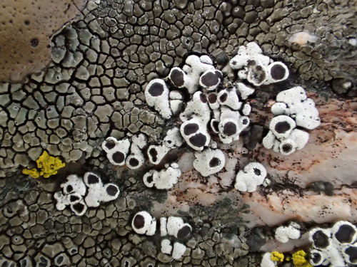 iNaturalist observation photo of Rimmed Navel Lichen
