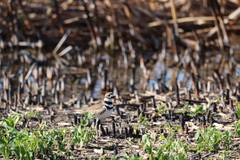 Charadrius vociferus